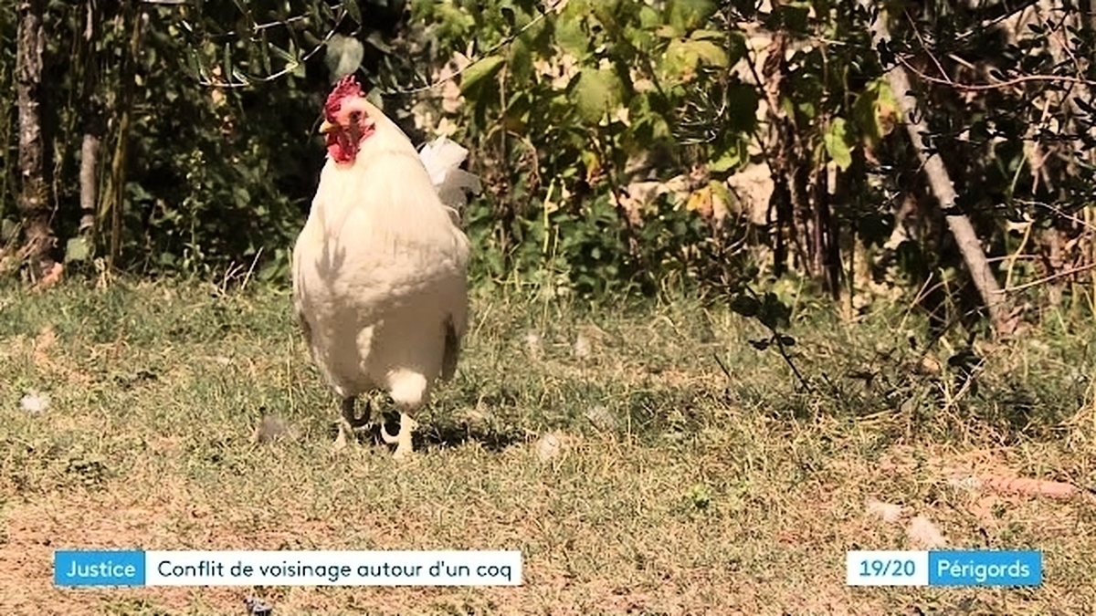 découvrez l'incroyable histoire d'une plainte déposée dans l'hérault contre un coq chanteur, un événement surprenant qui soulève des questions sur le bruit et la tranquillité dans nos campagnes. plongez dans ce récit insolite où la vie rurale se confronte aux attentes des habitants.