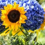 découvrez comment obtenir des hortensias gratuits pour embellir votre jardin. profitez de nos conseils pratiques et astuces pour bien cultiver ces magnifiques fleurs dans votre espace extérieur.