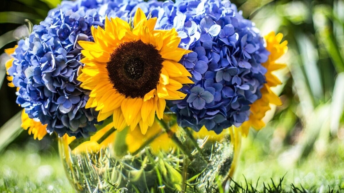 découvrez comment obtenir des hortensias gratuits pour embellir votre jardin. profitez de nos conseils pratiques et astuces pour bien cultiver ces magnifiques fleurs dans votre espace extérieur.