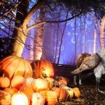 découvrez les raisons de l'interdiction des lanternes dans le tarn. informez-vous sur les mesures prises pour protéger l'environnement et garantir la sécurité des usagers. profitez d'une balade en pleine nature tout en respectant la législation locale.