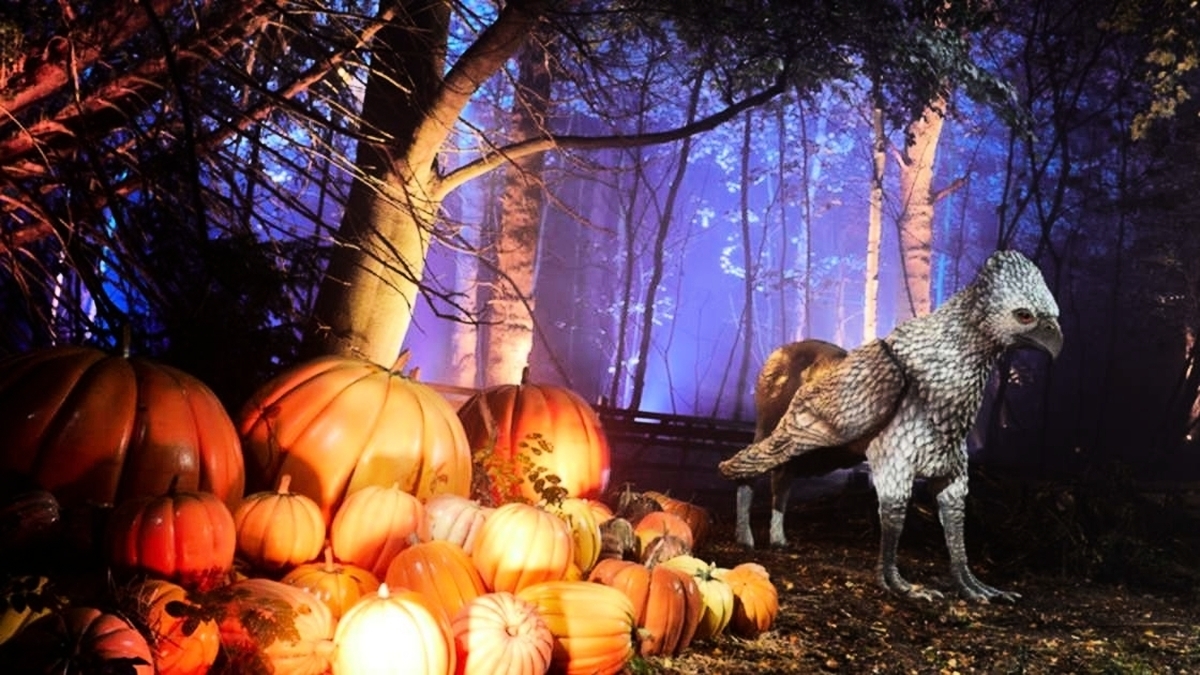 découvrez les raisons de l'interdiction des lanternes dans le tarn. informez-vous sur les mesures prises pour protéger l'environnement et garantir la sécurité des usagers. profitez d'une balade en pleine nature tout en respectant la législation locale.