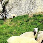 découvrez l'incroyable histoire d'un lama courageux confronté à un loup menaçant. plongez dans cette aventure saisissante qui explore la survie et les instincts animaux, et assistez à un face-à-face inattendu dans la nature.
