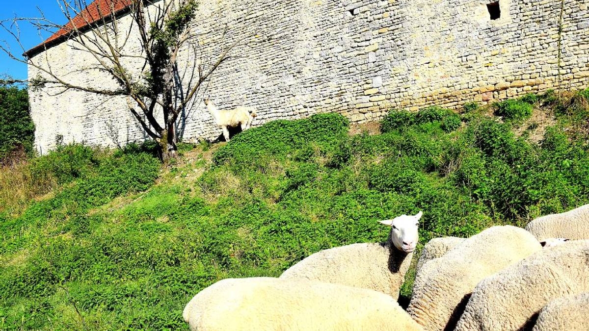 découvrez l'incroyable histoire d'un lama courageux confronté à un loup menaçant. plongez dans cette aventure saisissante qui explore la survie et les instincts animaux, et assistez à un face-à-face inattendu dans la nature.