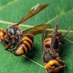 découvrez la lozère, un département riche en paysages et en aventures ! participez à un rallye captivant tout en apprenant sur la lutte contre le frelon asiatique et en explorant les enjeux de la santé des femmes. une immersion passionnante au cœur des problématiques environnementales et sociétales.