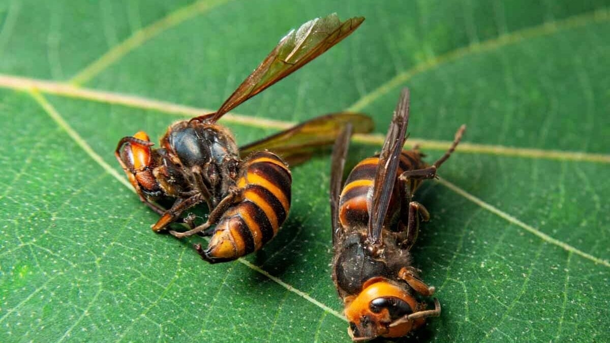 découvrez la lozère, un département riche en paysages et en aventures ! participez à un rallye captivant tout en apprenant sur la lutte contre le frelon asiatique et en explorant les enjeux de la santé des femmes. une immersion passionnante au cœur des problématiques environnementales et sociétales.