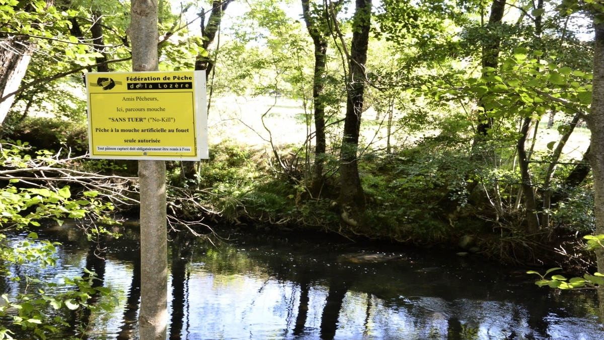 découvrez les meilleures pratiques de pêche no-kill en lozère, un paradis pour les amateurs de pêche respectueuse de l'environnement. profitez de ses rivières et lacs tout en préservant la faune aquatique. rejoignez-nous pour une expérience de pêche éthique et responsable dans un cadre naturel exceptionnel.