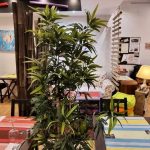 découvrez un restaurant innovant dans le tarn, alliant créativité culinaire et produits locaux de qualité. une expérience gastronomique unique qui éveillera vos papilles et éveillera vos sens.