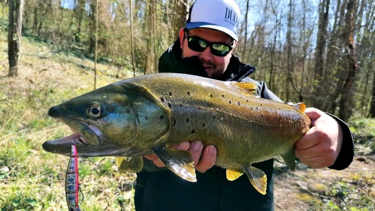 découvrez la saison de pêche à la truite, un moment idéal pour profiter de la nature et perfectionner vos techniques de façon inoubliable. plongez dans l'univers de cette activité apaisante, explorez les meilleurs spots de pêche et apprenez les secrets des passionnés pour attraper la truite. préparez-vous pour une aventure enrichissante au bord de l'eau !