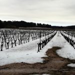 découvrez les conséquences des tempêtes de grêle sur l'aveyron. analyse des dommages agricoles, impacts sur l'environnement et mesures de réhabilitation dans cette région frappée par des événements climatiques extrêmes.