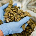 découvrez les enjeux liés au trafic de stupéfiants dans l'hérault. informez-vous sur les actions des autorités, les conséquences sociales et les initiatives de prévention face à ce fléau. restez conscient des dangers et des réalités du marché des drogues dans cette région.