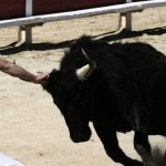 découvrez la beauté de la nature héraultaise lors d'une balade à la rencontre des majestueuses vaches camarguaises. profitez d'une expérience immersive au cœur des paysages pittoresques et de la faune unique de la camargue.