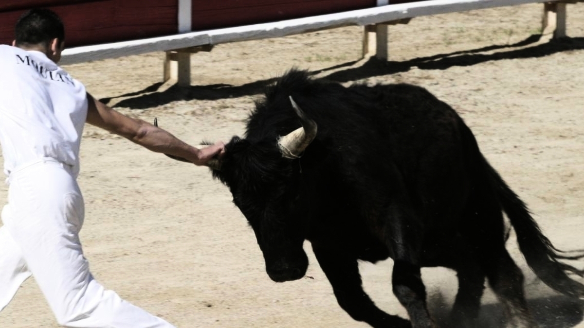 découvrez la beauté de la nature héraultaise lors d'une balade à la rencontre des majestueuses vaches camarguaises. profitez d'une expérience immersive au cœur des paysages pittoresques et de la faune unique de la camargue.