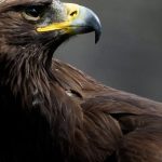 découvrez l'impact des parcs éoliens sur la faune locale à travers l'étude d'un aigle royal retrouvé mort. analysez les enjeux écologiques et les mesures de protection nécessaires pour sauvegarder ces majestueux rapaces dans un environnement en mutation.