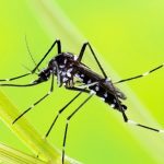 découvrez les mesures de surveillance et de prévention contre le moustique tigre en aveyron. protégez votre santé et apprenez à reconnaître ce nuisible envahissant.