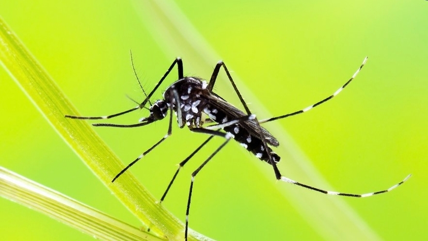 découvrez les mesures de surveillance et de prévention contre le moustique tigre en aveyron. protégez votre santé et apprenez à reconnaître ce nuisible envahissant.