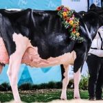 découvrez les résultats et les analyses du bilan de l'assemblée générale prim'holstein 2025. un retour sur les enjeux, les réussites et les perspectives d'avenir pour l'élevage de la race prim'holstein en france.