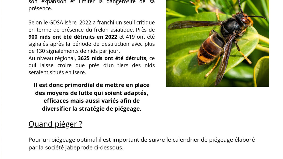 découvrez les comportements des frelons asiatiques actifs et apprenez à les identifier. informez-vous sur leurs habitudes, leurs impacts sur l'environnement et les précautions à prendre pour protéger votre espace extérieur.