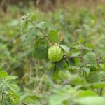 découvrez les bienfaits des fruits santé du sud-aveyron, une région riche en saveurs et en produits locaux. profitez des avantages nutritionnels offerts par ces fruits savoureux, cultivés avec soin pour votre santé. explorez notre sélection et adoptez un mode de vie sain grâce aux délices naturels du sud-aveyron.