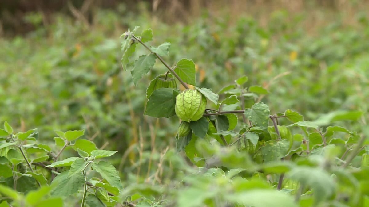 découvrez les bienfaits des fruits santé du sud-aveyron, une région riche en saveurs et en produits locaux. profitez des avantages nutritionnels offerts par ces fruits savoureux, cultivés avec soin pour votre santé. explorez notre sélection et adoptez un mode de vie sain grâce aux délices naturels du sud-aveyron.