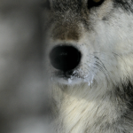 découvrez comment les jeunes agriculteurs de lozère s'adaptent à la présence du loup, alliant traditions agricoles et nouvelles stratégies de protection. un témoignage de résilience et d'innovation au cœur de la nature.