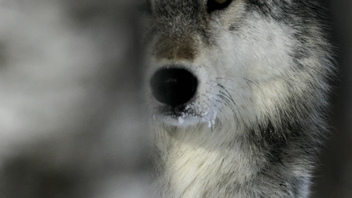 découvrez comment les jeunes agriculteurs de lozère s'adaptent à la présence du loup, alliant traditions agricoles et nouvelles stratégies de protection. un témoignage de résilience et d'innovation au cœur de la nature.