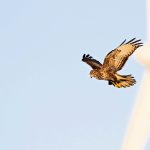 découvrez l'impact environnemental du parc éolien edf dans l'hérault, où une problématique préoccupante émerge : les morts de faucons. une analyse approfondie des conséquences de la production d'énergie renouvelable sur la faune locale.