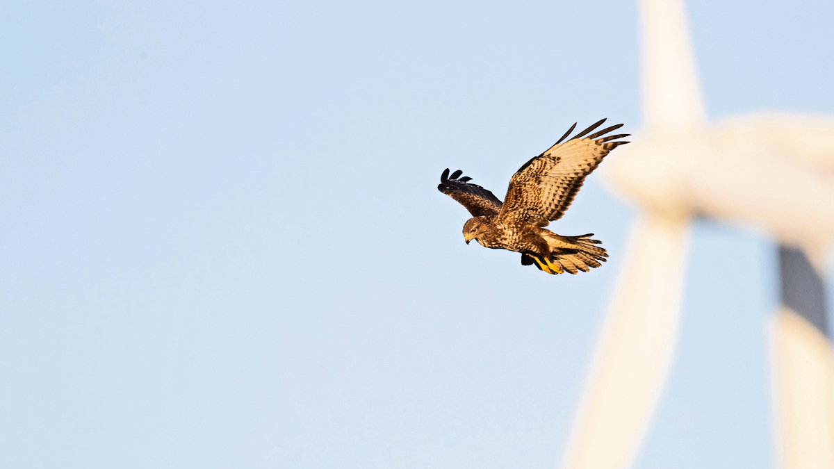 découvrez l'impact environnemental du parc éolien edf dans l'hérault, où une problématique préoccupante émerge : les morts de faucons. une analyse approfondie des conséquences de la production d'énergie renouvelable sur la faune locale.