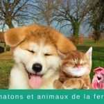découvrez notre refuge félins à la ferme, un havre de paix dédié aux chats en détresse. offrez-leur une seconde chance dans un environnement chaleureux et accueillant, où chaque félin est traité avec amour et soin. rejoignez-nous pour soutenir notre mission de protection et d'adoption des félins!