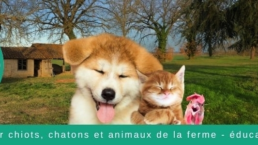 découvrez notre refuge félins à la ferme, un havre de paix dédié aux chats en détresse. offrez-leur une seconde chance dans un environnement chaleureux et accueillant, où chaque félin est traité avec amour et soin. rejoignez-nous pour soutenir notre mission de protection et d'adoption des félins!