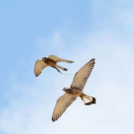 découvrez les solutions de suspension éoliennes d'edf dans l'hérault. optimisez l'efficacité énergétique de vos projets avec des technologies innovantes et respectueuses de l'environnement.