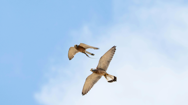 découvrez les solutions de suspension éoliennes d'edf dans l'hérault. optimisez l'efficacité énergétique de vos projets avec des technologies innovantes et respectueuses de l'environnement.