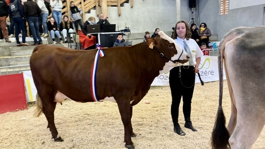 découvrez la vache miss laitière lozère 2025, un événement incontournable mettant en avant les meilleures races laitières de la région. assistez à des compétitions, des animations et des rencontres avec des éleveurs passionnés. ne manquez pas cette célébration de l'agriculture et du savoir-faire local !