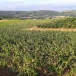 venez vivre un week-end inoubliable à la ferme en hérault ! découvrez la beauté des paysages, participez aux activités authentiques de la ferme et savourez des produits locaux. un séjour idéal pour se ressourcer en pleine nature.