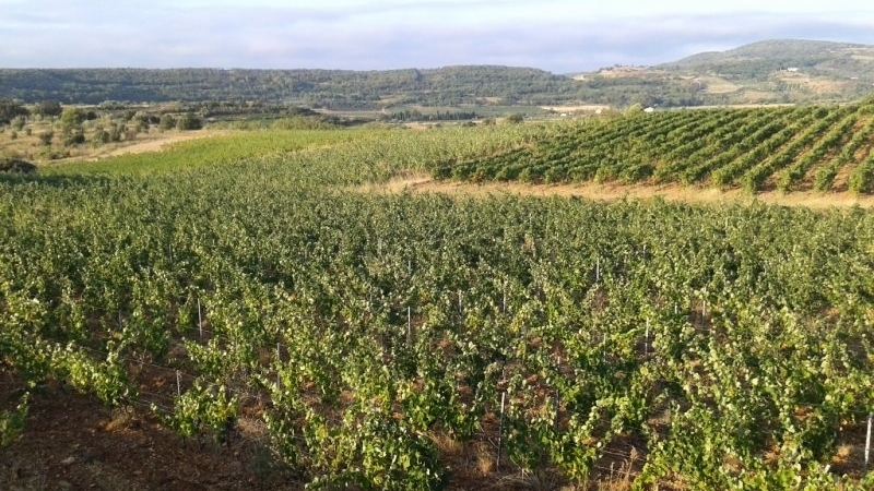 venez vivre un week-end inoubliable à la ferme en hérault ! découvrez la beauté des paysages, participez aux activités authentiques de la ferme et savourez des produits locaux. un séjour idéal pour se ressourcer en pleine nature.