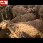 découvrez comment l'amélioration génétique des brebis lacaune en aveyron optimise la production laitière, la qualité du lait et la robustesse des troupeaux, tout en valorisant les traditions locales.