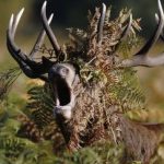 découvrez comment le spectacle du brame du cerf en lozère peut soutenir la lutte contre le cancer avec des initiatives locales, événements solidaires et activités nature au cœur d’un patrimoine préservé.