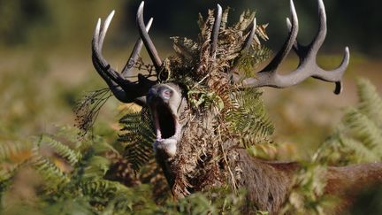 découvrez comment le spectacle du brame du cerf en lozère peut soutenir la lutte contre le cancer avec des initiatives locales, événements solidaires et activités nature au cœur d’un patrimoine préservé.