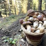 découvrez tout sur les cèpes en lozère : conseils de cueillette, lieux incontournables, recettes savoureuses et astuces pour profiter pleinement de la saison des champignons dans ce département sauvage et préservé.