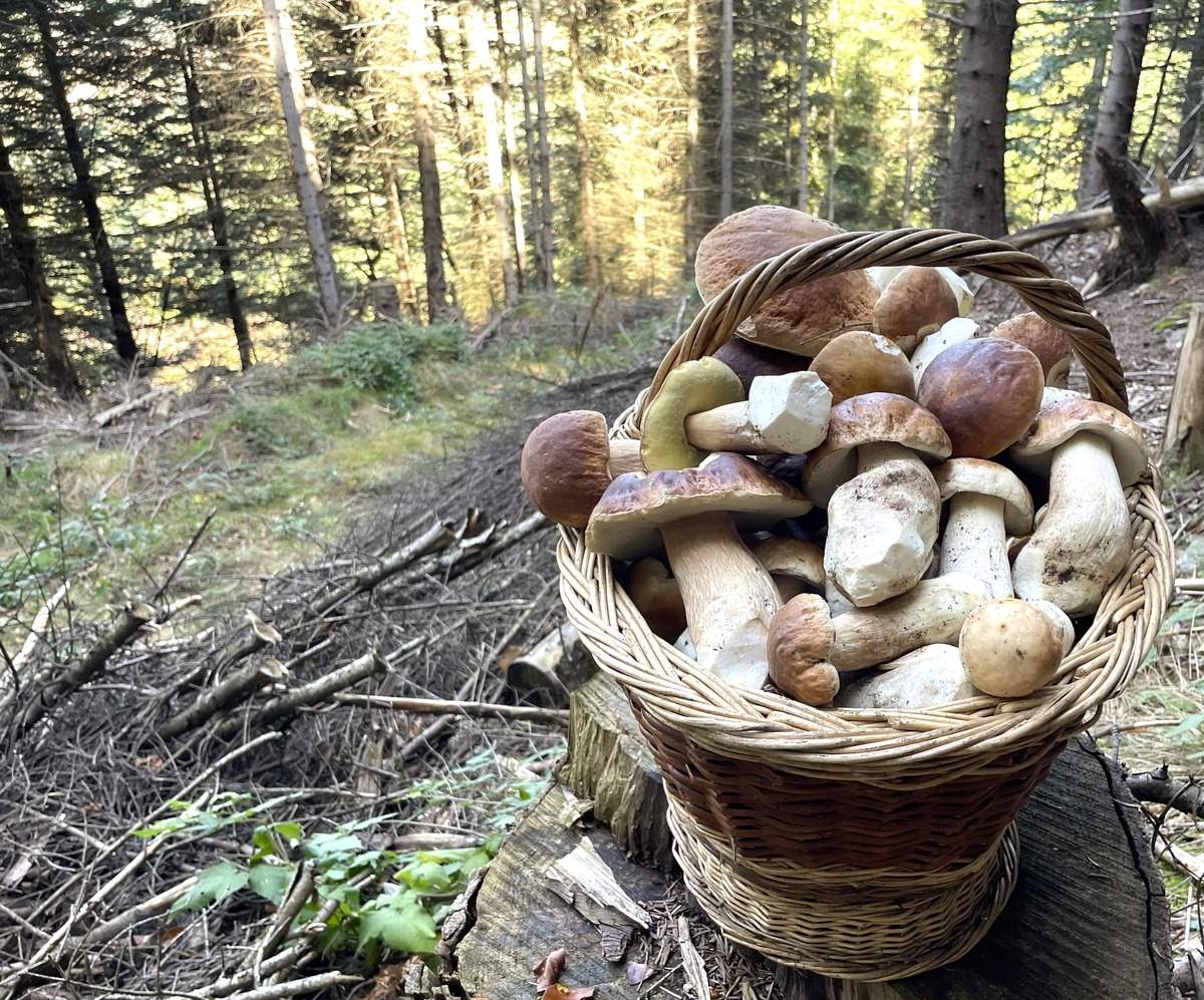 découvrez tout sur les cèpes en lozère : conseils de cueillette, lieux incontournables, recettes savoureuses et astuces pour profiter pleinement de la saison des champignons dans ce département sauvage et préservé.