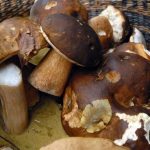 découvrez tout sur les cèpes en lozère : où les trouver, conseils de cueillette et recettes gourmandes pour savourer les champignons emblématiques de la région.