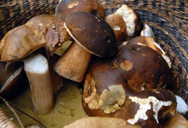 découvrez tout sur les cèpes en lozère : où les trouver, conseils de cueillette et recettes gourmandes pour savourer les champignons emblématiques de la région.