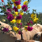 participez à la lutte contre le cancer en lozère ! découvrez les actions, événements et initiatives locales pour soutenir les malades et promouvoir la prévention. ensemble, chassons le cancer de notre département.