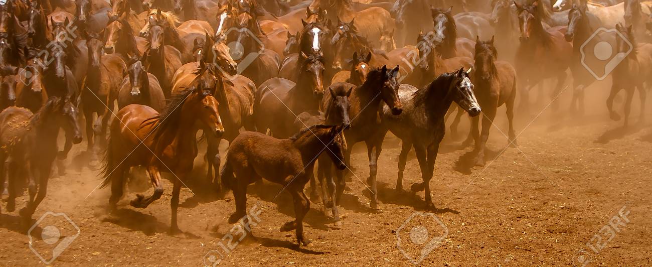 découvrez l’histoire émouvante de chevaux sauvages en détresse et les défis auxquels ils font face dans leur habitat naturel. protégeons ensemble ces animaux majestueux !