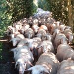 découvrez comment les éleveurs de l'aveyron font preuve de vigilance face au retour des loups dans la région. état de la situation et solutions apportées.