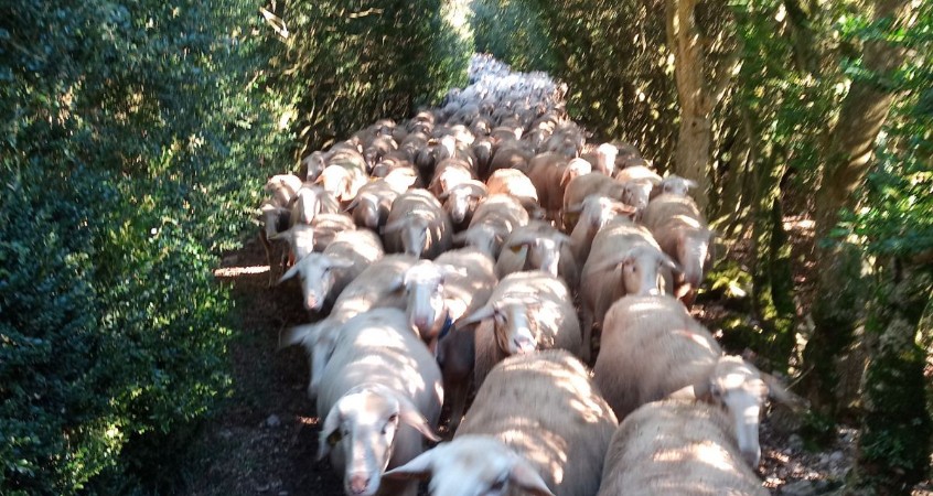 découvrez comment les éleveurs de l'aveyron font preuve de vigilance face au retour des loups dans la région. état de la situation et solutions apportées.
