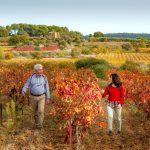 découvrez la météo de l'hérault en automne : prévisions détaillées, températures, précipitations et conseils pour profiter de la saison dans le sud de la france.