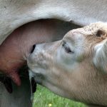 découvrez les avancées de la filière bovine dans l'aveyron-ségala : innovations, qualité de production et engagement des éleveurs pour un élevage durable et dynamique.