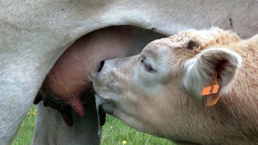 découvrez les avancées de la filière bovine dans l'aveyron-ségala : innovations, qualité de production et engagement des éleveurs pour un élevage durable et dynamique.