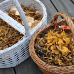 découvrez où et quand récolter des champignons en aveyron, les variétés à privilégier, les bons conseils pour une cueillette responsable et les meilleurs coins auprès des passionnés locaux.