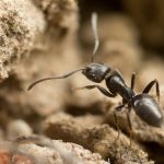 découvrez tout sur la tapinoma dans l'hérault : description de cette espèce de fourmi, habitat, caractéristiques et conseils pour la reconnaître et s'en protéger dans le département de l'hérault.